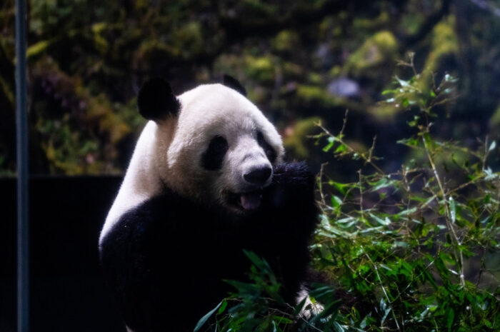 Η Ιαπωνία αποχαιρετά τα τελευταία της πάντα – Επιστρέφουν στην Κίνα εν μέσω τεταμένων σχέσεων