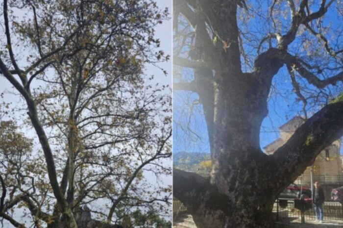 Χωριό της Λάρισας «φιλοξενεί» πλάτανο 850 ετών – Κηρύχθηκε διατηρητέο Μνημείο της Φύσης