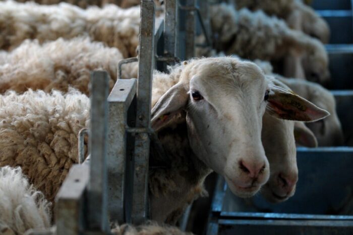 Ακόμη μια σύσκεψη στο Μαξίμου για την ευλογιά των αιγοπροβάτων – Θα συμμετέχουν περιφερειάρχες