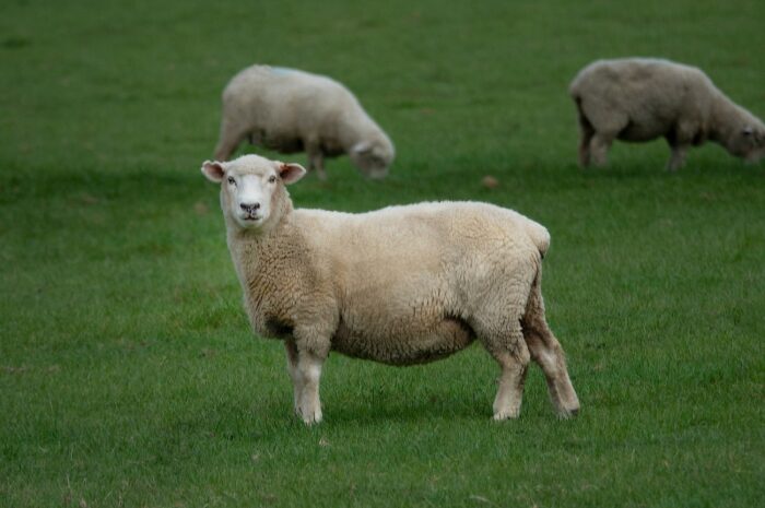 Ευλογιά των προβάτων – Οι «αντιεμβολιαστές» απειλούν τη φέτα