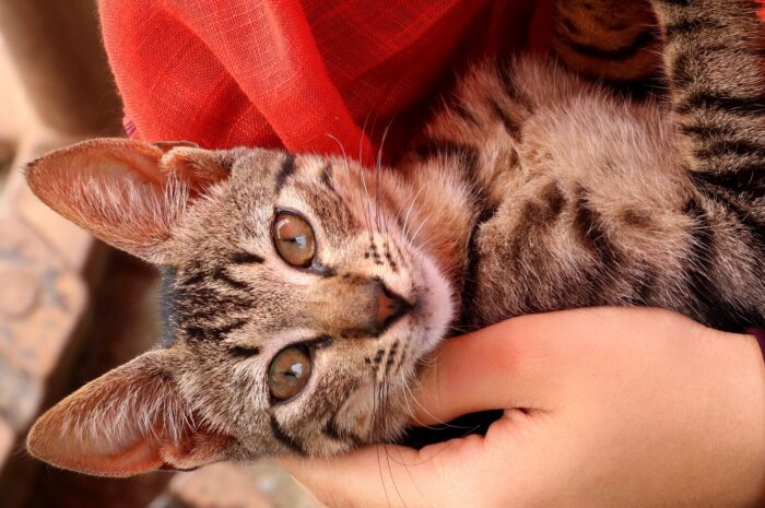 Πώς αλλάζει η καθημερινότητά μας όταν ζούμε με μια γάτα