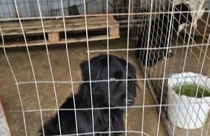 Εθελοντές έκλεισαν καταφύγιο – «κολαστήριο» στην Ημαθία και οδήγησαν τα ζώα σε ασφαλή χέρια