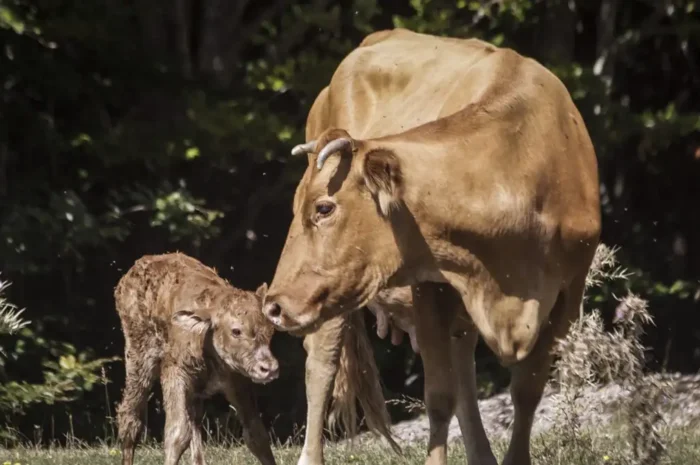 Λέσβος: Τρία νέα κρούσματα αφθώδους πυρετού σε πρόβατα και βοοειδή