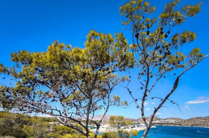 Καιρός σήμερα: Ήλιος στη μισή Ελλάδα, συννεφιά και βροχές στην υπόλοιπη, αναλυτική πρόγνωση